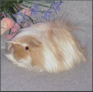 St Roan Peruvian